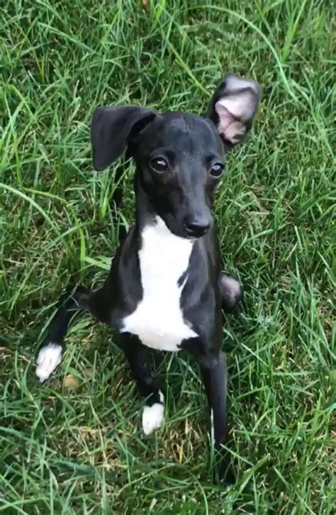 The benefits that make people want to buy Italian Greyhound > puppies is they inspire us to be more active which can lead to a better quality of. . Italian greyhound puppies for sale in toledo ohio